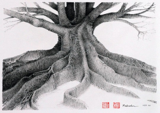 Moreton-Bay-Fig-Study-Malcolm-Pettigrove Moreton Bay Fig Study, Malcolm Pettigrove